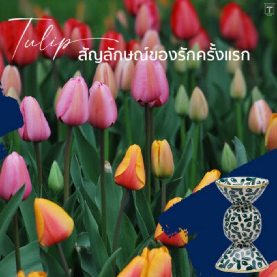 ดอกทิวลิป ถือเป็นสัญลักษณ์ของรักครั้งแรก ความหมายถึง การตกหลุมรักอย่างหมดหัวใจ ความหลงใหล และการปกป้อง ซึ่งดอกทิวลิปก็มีหลายสี หลายความหมายเช่นเดียวกัน